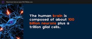 brain cells neurons