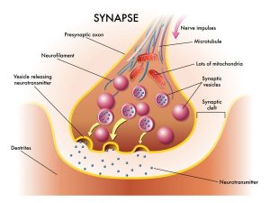 synapses plasticity