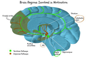 Dopamine pathway in brain