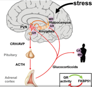 stress loop from brain